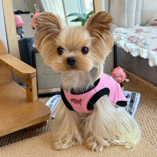 小甜粥宠物服卡通印花透气撞色背心小型犬约克夏马尔济斯吊带衣服 - 图1