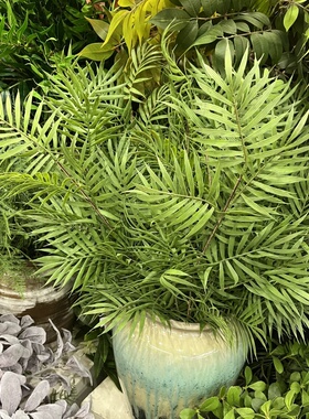 仿真凤尾竹叶蕨草蕨树绿植陈列橱窗家居摆放热带植物棕榈叶插花