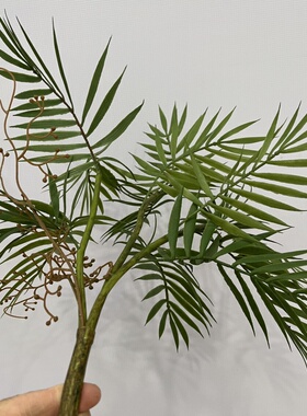 带根须仿真棕榈树盆栽盆景插花凤尾葵叶 树叶散尾葵树软胶椰子叶