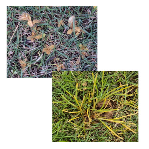 润德福方结缕草马尼拉狗牙根草坪除杂草马唐地锦香附子马齿苋稗草 - 图2