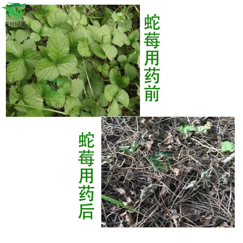 草坪除草剂国光格尔马尼拉高羊茅黑麦草除酢浆草阔叶草杂草烂根剂 - 图2