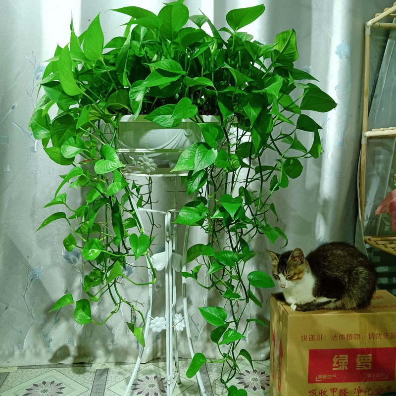 大叶绿萝盆栽室内长藤垂吊植物大盆绿箩吸除甲醛吊兰水培花卉绿植 - 图2