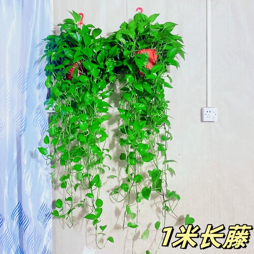 大叶绿萝盆栽室内长藤花卉植物大盆绿箩新房净化空气吊兰水培绿植 - 图0