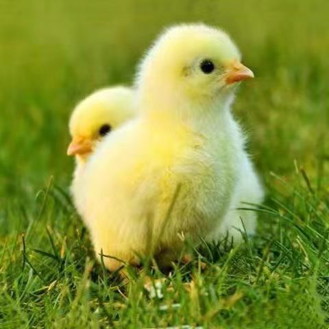 网红孵化器小黄鸡，儿童科教宠物小黄鸡受精蛋，学生可教可孵化蛋,淘宝优惠券,粉丝福利购,淘宝优惠卷