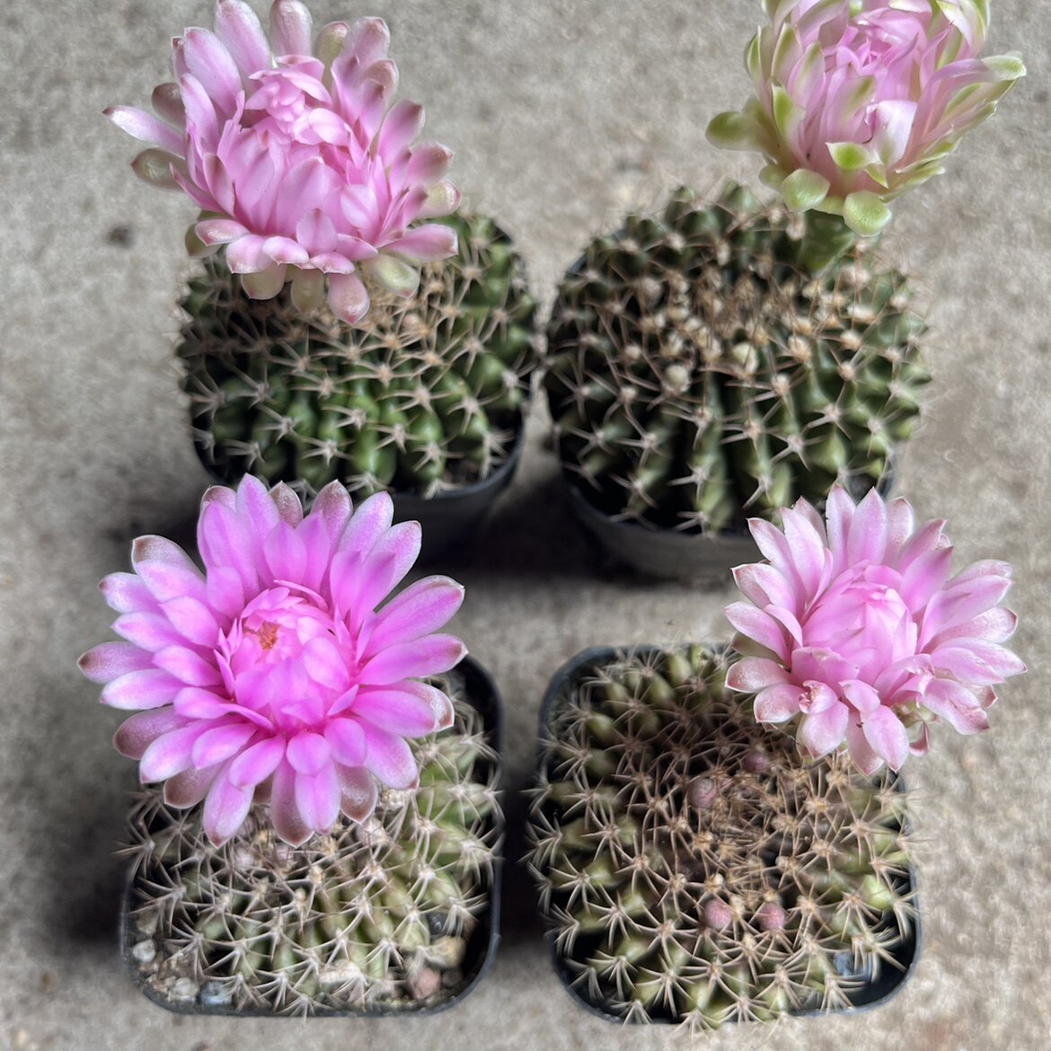 四海园艺 翠晃冠缀化仙人球实生多肉植物开花好看易养