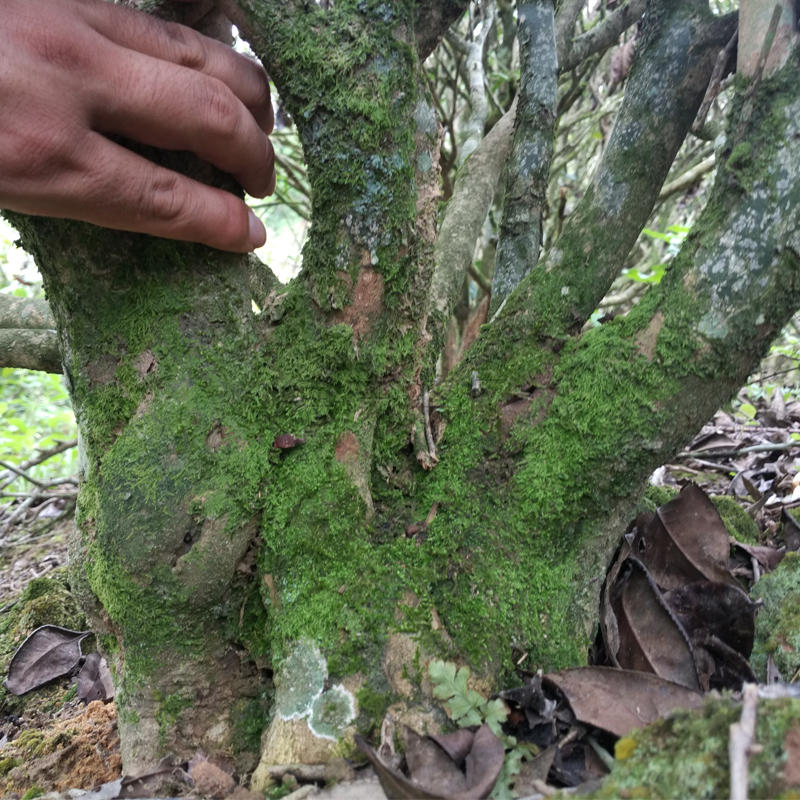 2024新春茶漳平水仙茶叶饼炭焙清香型高端乌龙茶特级兰花香-图1