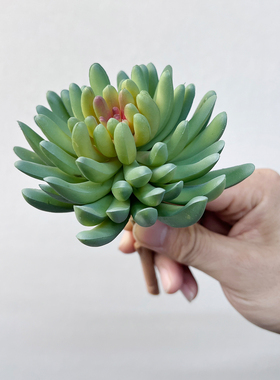 仿真小绿植多肉植物造景花束配草装饰假花树叶棕榈叶盆景盆栽花