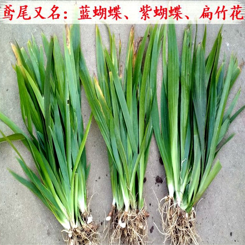 耐寒德国鸢尾球根种球花庭院植物花苗盆栽地栽喜阴多年生四季开花_虎窝淘