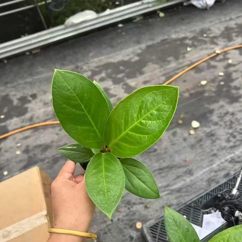 聚宝盆绿植物小盆栽办公室内桌面客厅花卉好养开业发财树四季常青 - 图1