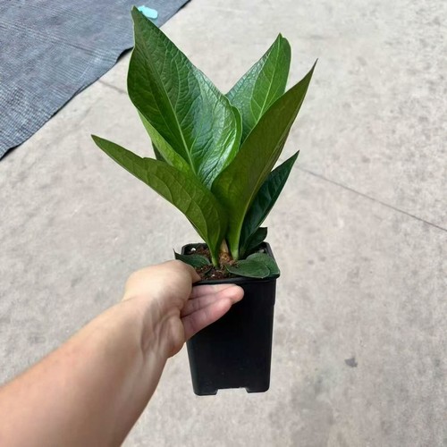 聚宝盆绿植物小盆栽办公室内桌面客厅花卉好养开业发财树四季常青 - 图2