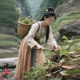 Ancient costume of tea-picking girl among ancient medical girls