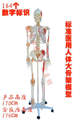 GX 1比1真人大小骨架模型 人体骨骼170cm175cm 医用推拿针灸 包邮 - 图0