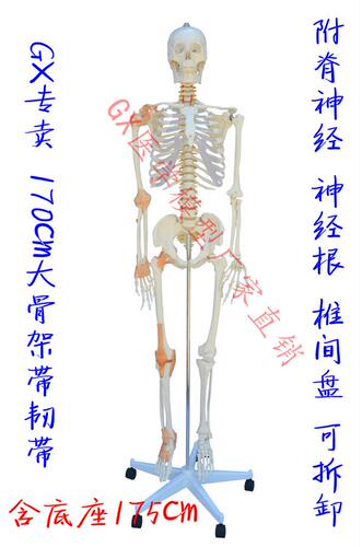 GX 1比1真人大小骨架模型 人体骨骼170cm175cm 医用推拿针灸 包邮 - 图1