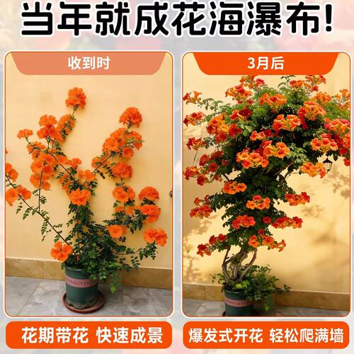 耐寒凌霄花苗爬藤植物四季开花卉大苗绿植盆栽庭院阳台炮仗花紫藤 - 图0