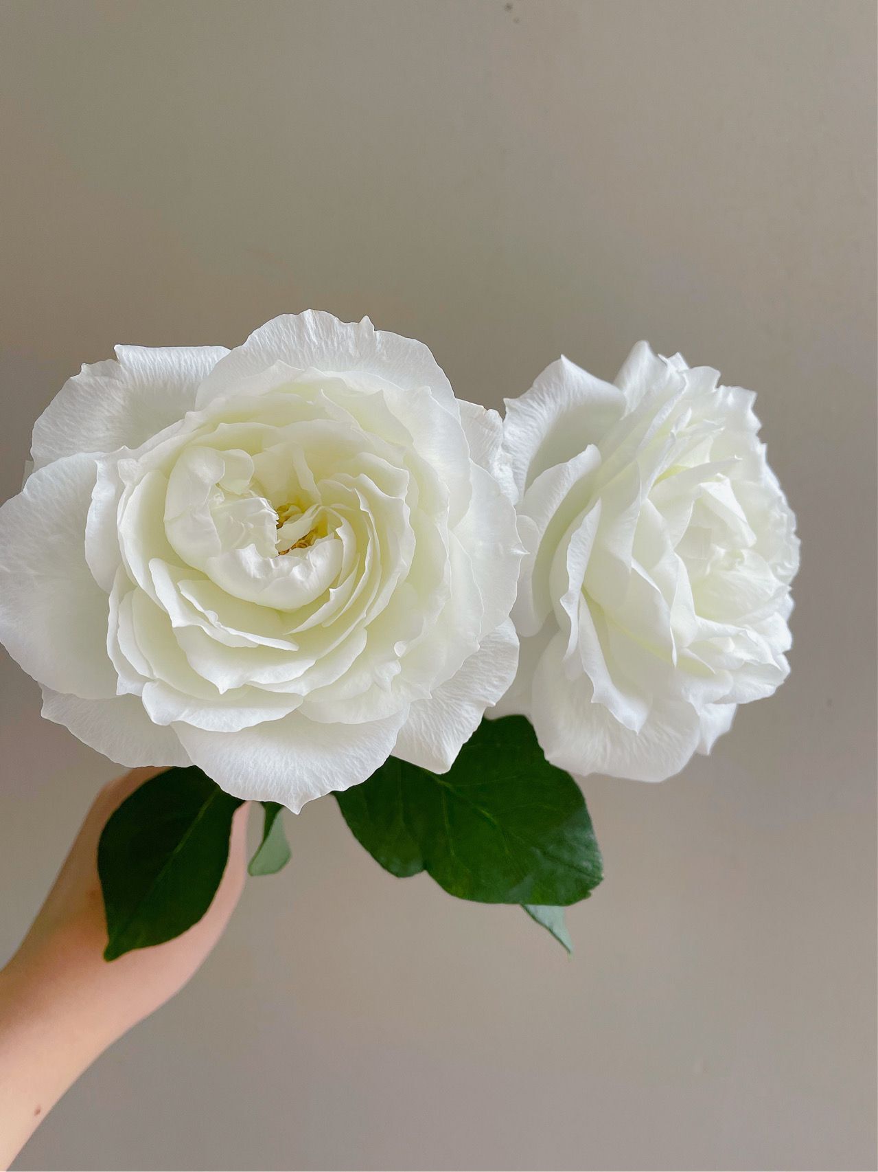 铃兰家 | 白勃艮第 日本超新品花园木本玫瑰花苗盆栽阳台月季,淘宝优惠券,粉丝福利购,淘宝优惠卷