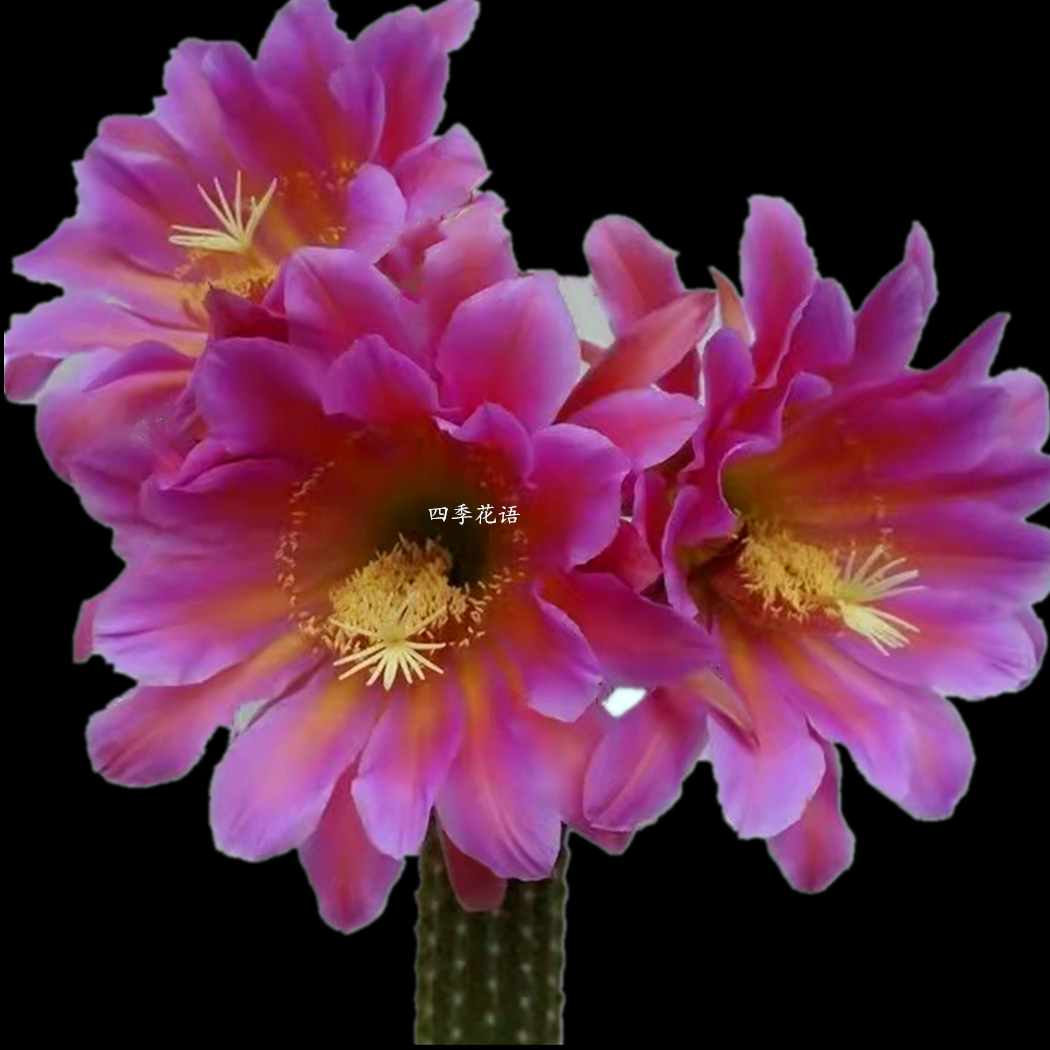 四季花语 飞龙毛花柱 开大花毛花柱仙人柱 开花花色漂亮的毛花柱