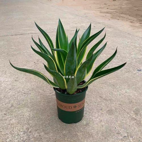 金边龙舌兰盆栽 多肉植物 虎皮兰绿植花卉超好养防辐射吸甲醛包邮 - 图2