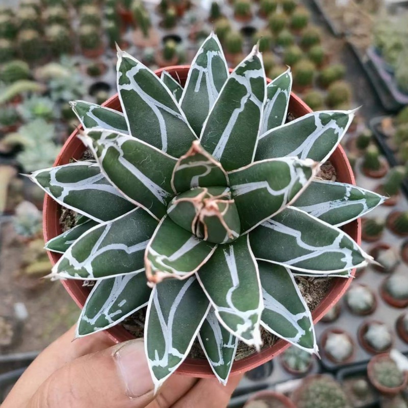 龙舌兰植物 屉之雪 世之雪多肉植物 龙蕾 大型龙舌兰金边龙舌兰 - 图3