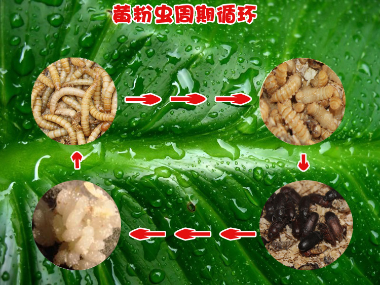 面包虫活体黄粉虫活虫鲜活虫种虫金龙鱼石蛙仓鼠蜥蜴画眉鸟饲料-图2