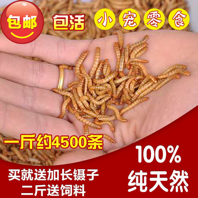 黄粉虫活体 面包虫活体鹦鹉鱼乌龟金龙鱼蜘蛛石蛙饲料钓鱼500g - 图0