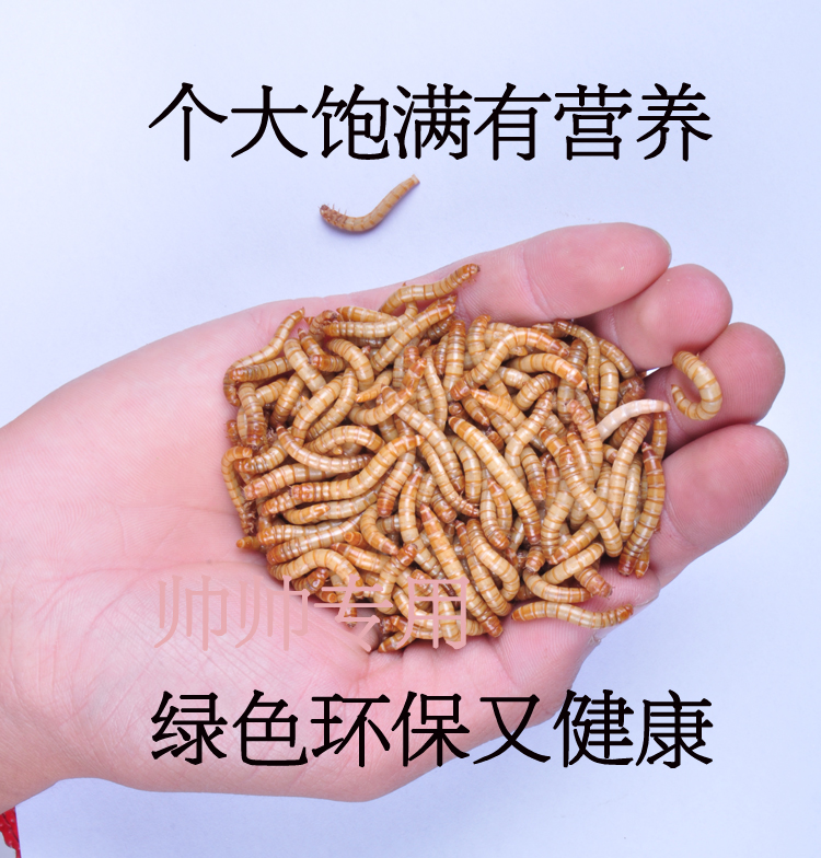 黄粉虫活体 面包虫活体鹦鹉鱼乌龟金龙鱼蜘蛛石蛙饲料钓鱼500g - 图1