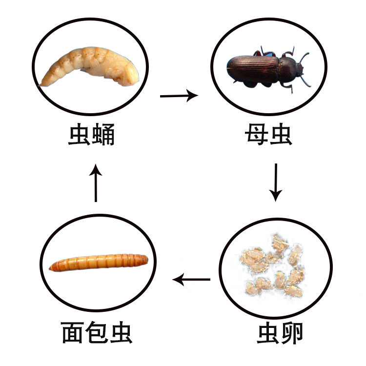 黄粉虫活体 面包虫活体鹦鹉鱼乌龟金龙鱼蜘蛛石蛙饲料钓鱼500g - 图3