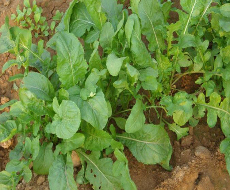 东北臭菜大叶臭菜蘸酱菜新鲜小菜 新鲜臭菜250g包邮