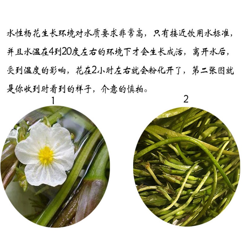 水性杨花 云南特产 海菜花 泸沽湖丽江海菜云南野菜 大理特产洱海 - 图3