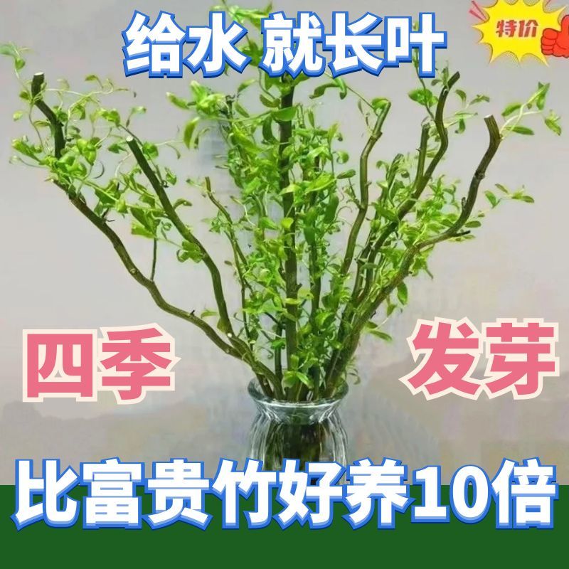 龙柳鲜枝水培插花客厅水培植物耐寒好养绿植懒人水培植物四季发芽 - 图1