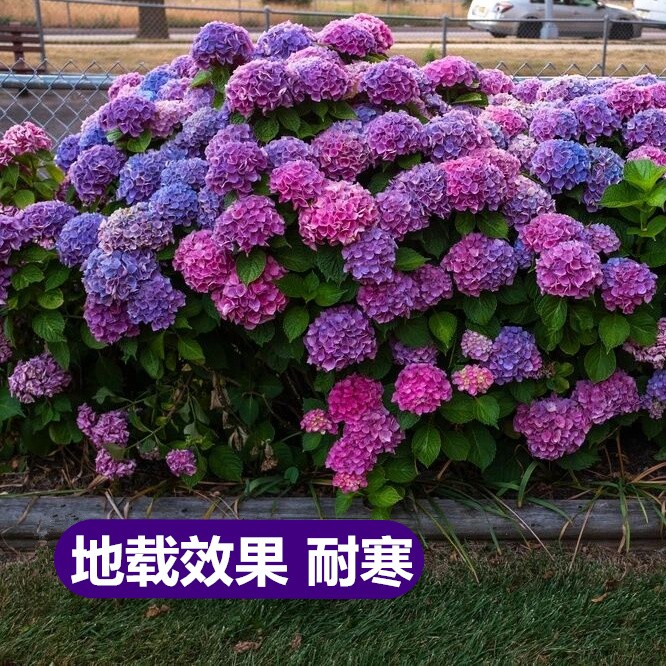 绣球花苗老桩大苗四季开花阳台带花无尽夏庭院耐寒树苗盆栽植物卉-图3