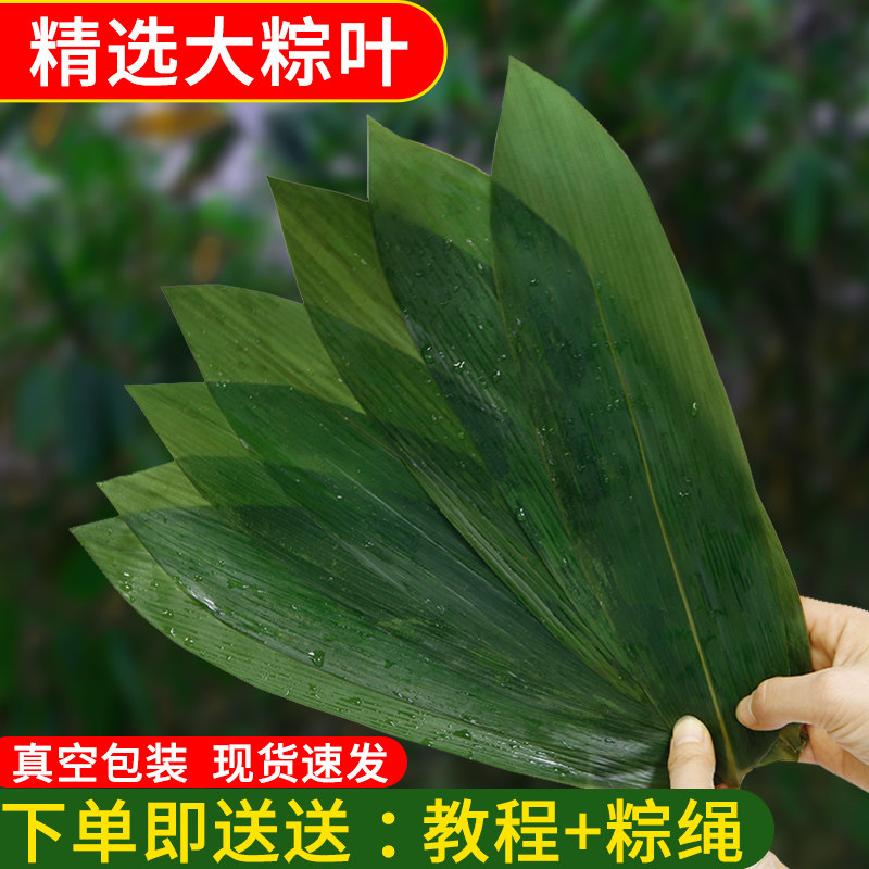 端午粽叶新鲜大号干棕叶包粽子的叶子免邮家用天然特大箬叶棕子叶_虎窝淘