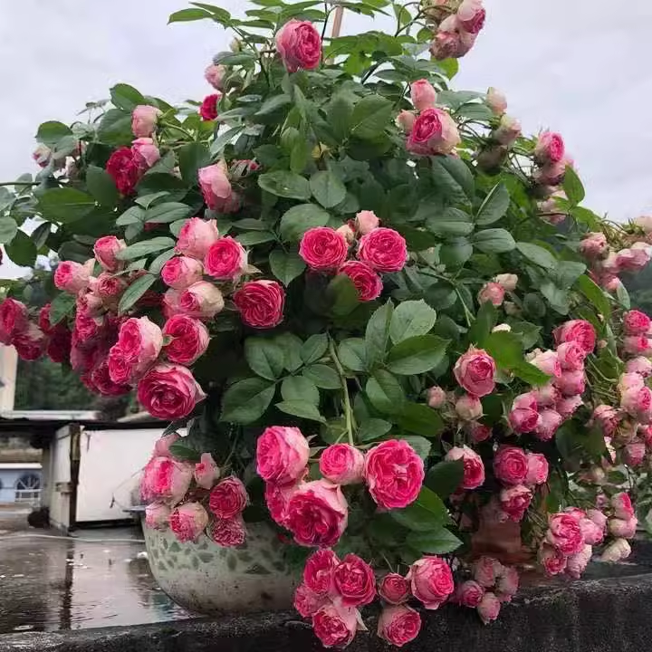 胭脂扣多季爬藤本月季花大苗阳台庭院盆栽植物玫瑰花卉多头勤花型 - 图1