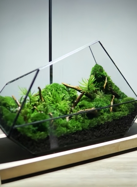 苔藓微景观生态瓶玻璃花房雨林缸桌面造景植物花盆室内奇趣摆件