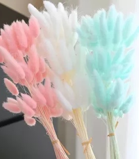 永生花兔尾草狗尾巴草干花真花家居装饰摆件花艺玻璃罩浮游花材料