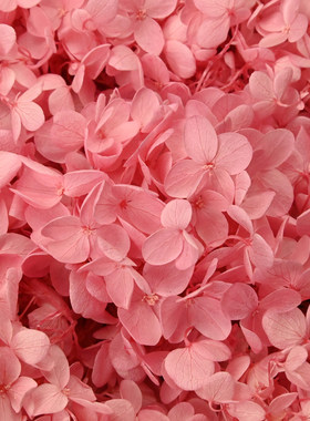 干花摆件独角兽diy暴力熊永生花AB级木绣球100克生日真花材料