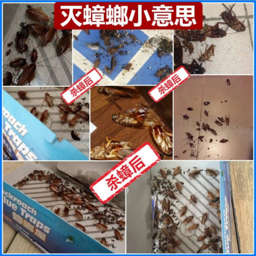 蟑螂药一窝端家用厨房无蟑神器强力灭除克星大小通安全杀毒胶饵剂-图1