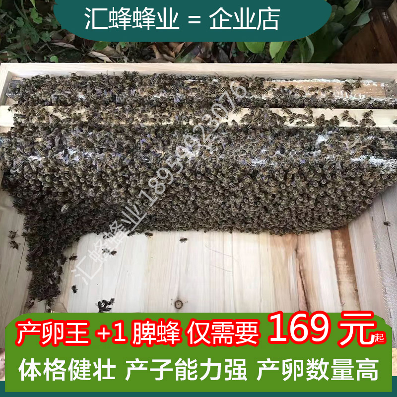 中蜂蜂群活群带种王带子脾出售整箱土蜂蜂子蛋群蜜蜂蜂群新款包邮 - 图0