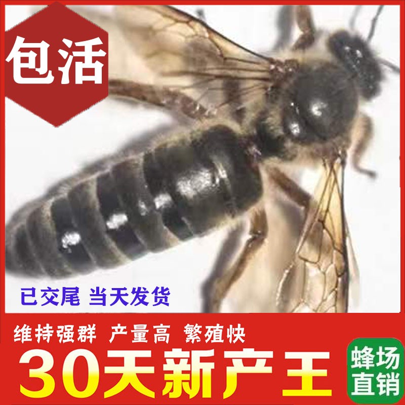 中蜂蜂王种王优质土蜂交尾新开产卵王四川阿坝优质广西处女蜜蜂王 - 图0