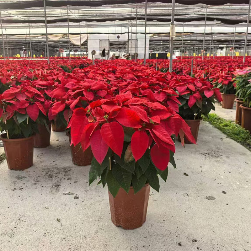 一品红盆栽鲜花圣诞花多年生长喜庆花卉年会庆祝植物客厅阳台室内,淘宝优惠券,粉丝福利购,淘宝优惠卷