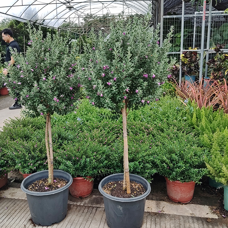 大盆玉芙蓉鲜花盆栽多年生木本植物耐热易活花卉庭院阳台室外种植 - 图0