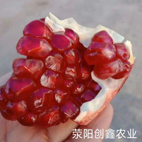慕乐软籽石榴树苗纯甜嫁接突尼斯特大果苗庭院果树盆地栽荥阳河阴 - 图3