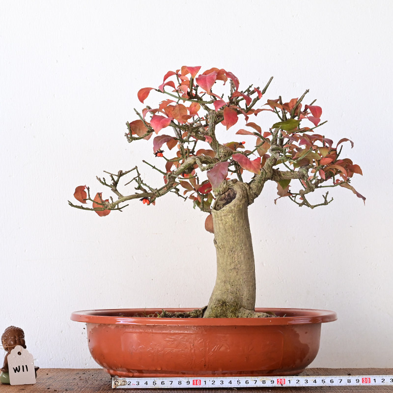 真弓卫矛造型盆景鬼箭羽老桩一物一拍,淘宝优惠券,粉丝福利购,淘宝优惠卷