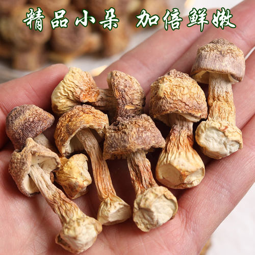 云南干姬松茸松茸菌菇干货正品官方旗舰店鸡松茸巴西蘑菇非特级 - 图0