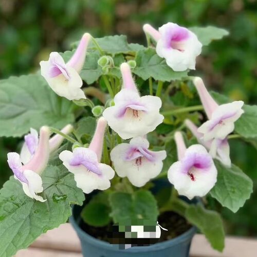苦苣苔迷你套筒迷套晨曦灰姑娘黛玉蓝风铃多年生球根植物 - 图1