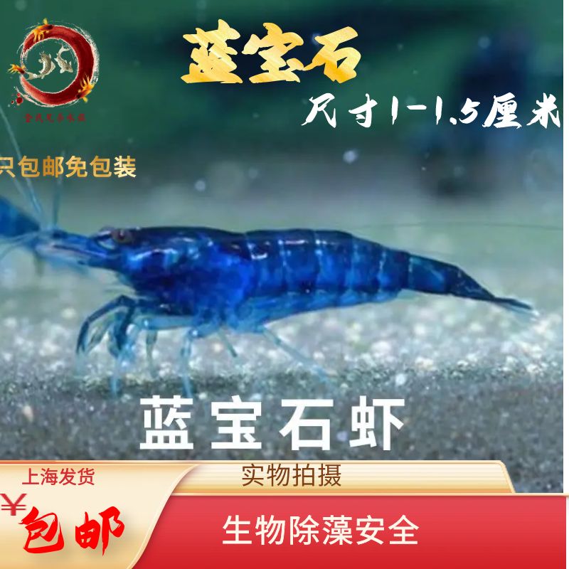 台湾大河藻虾 米虾 除藻丝藻克星生物包邮樱花极火蓝宝石大禾沼虾 - 图0