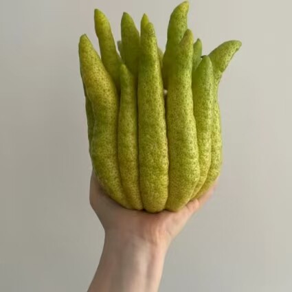 新鲜采摘佛手柑饱满闻香观赏带枝水养绿植天然香薰广佛超大果清供 - 图2