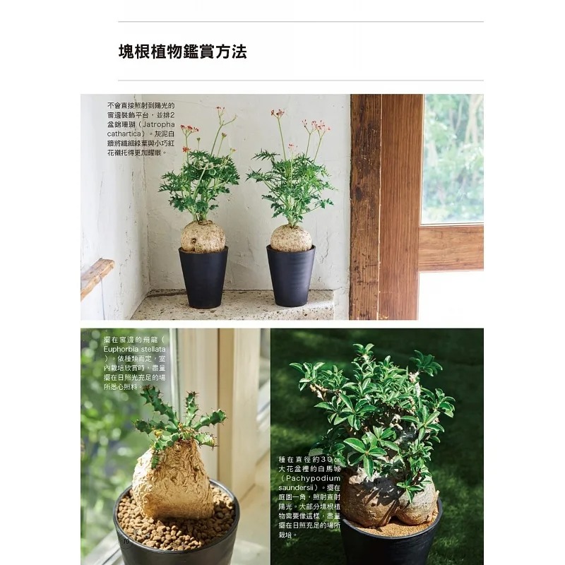 在途 全年度块根植物栽培基础书 喷泉文化馆 长田研 - 图2