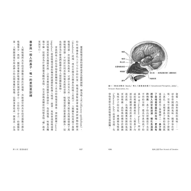 预售 瑞秋．赫兹 嗅觉之谜：生物演化与免疫基因；社会学与文化史；品牌营销到未来科技，探索气味、记忆与情绪的嗅觉心理学。