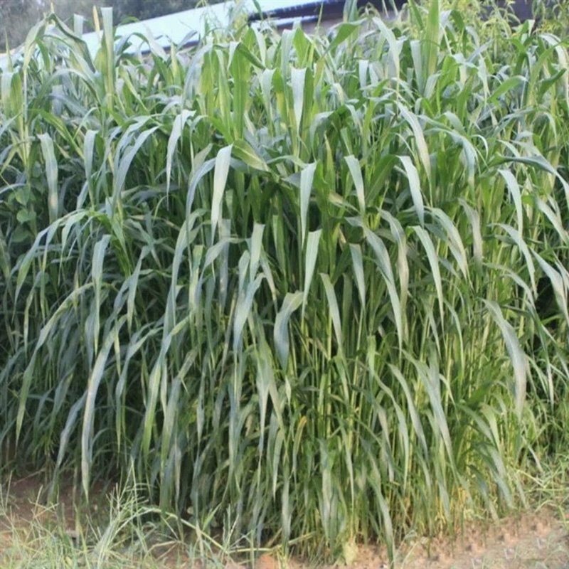 杂交狼尾草种子多年生牧草四季高产冬季耐寒喂牛羊鸡鸭鹅鱼牧草籽