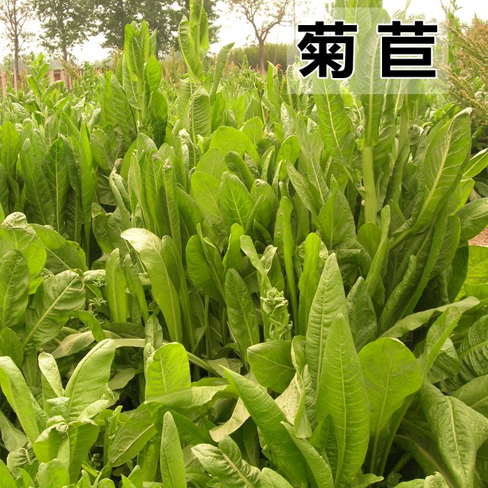菊苣种籽大叶多年生兔子草种猪牛鱼鸡鸭鹅爱吃的养殖四季牧草种子